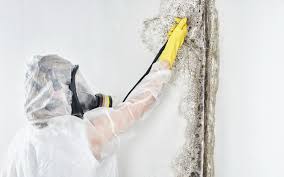 Environmental Consulting for Mold Prevention in Perryopolis, PA